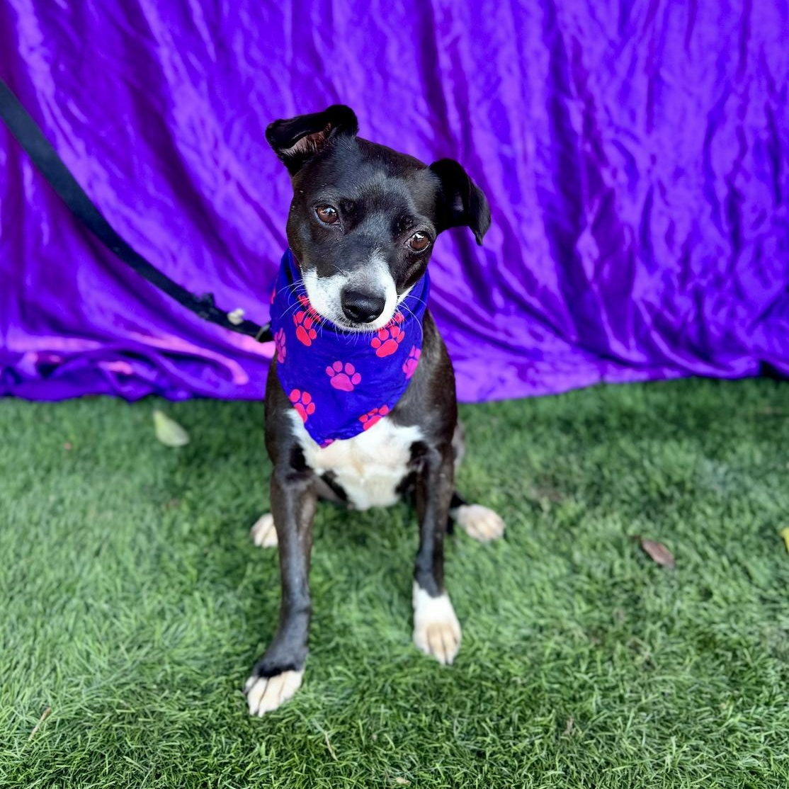 MOON, an adoption pending mixed breed in Rowland Heights, CA image 2/6