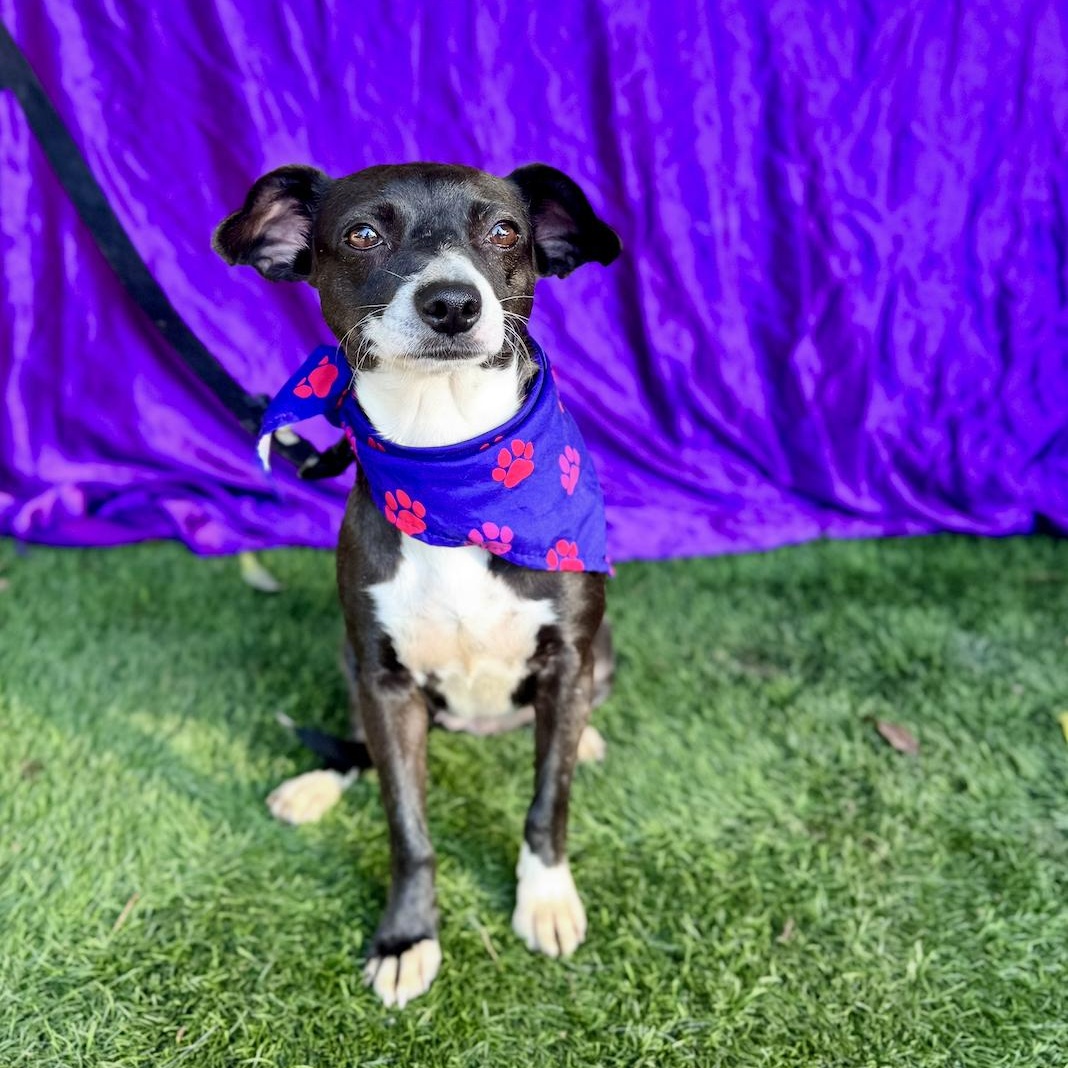 MOON, an adoption pending mixed breed in Rowland Heights, CA image 6/6