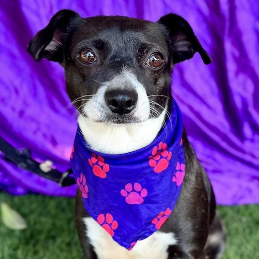 MOON, an adoption pending mixed breed in Rowland Heights, CA image 1/6