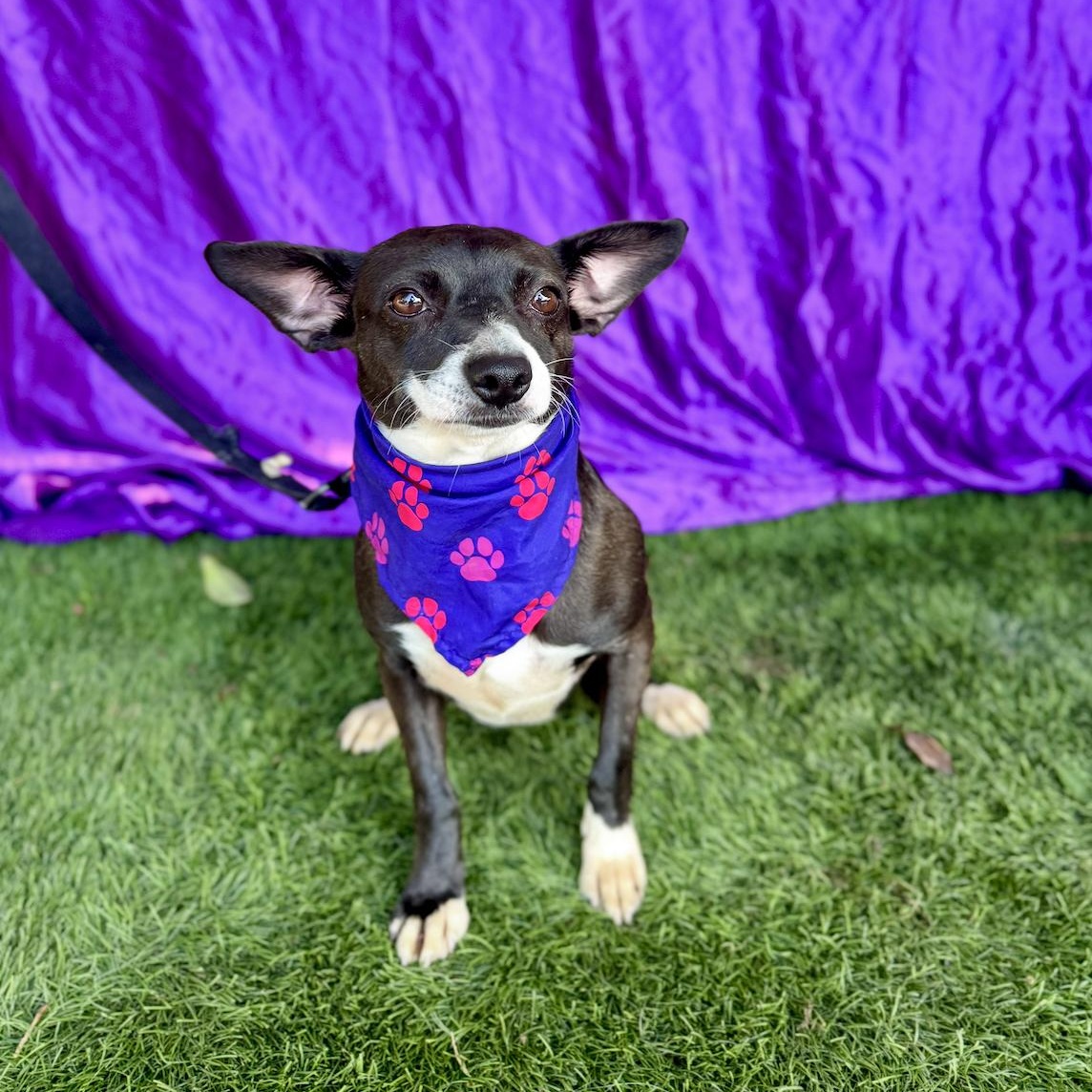 MOON, an adoption pending mixed breed in Rowland Heights, CA image 3/6