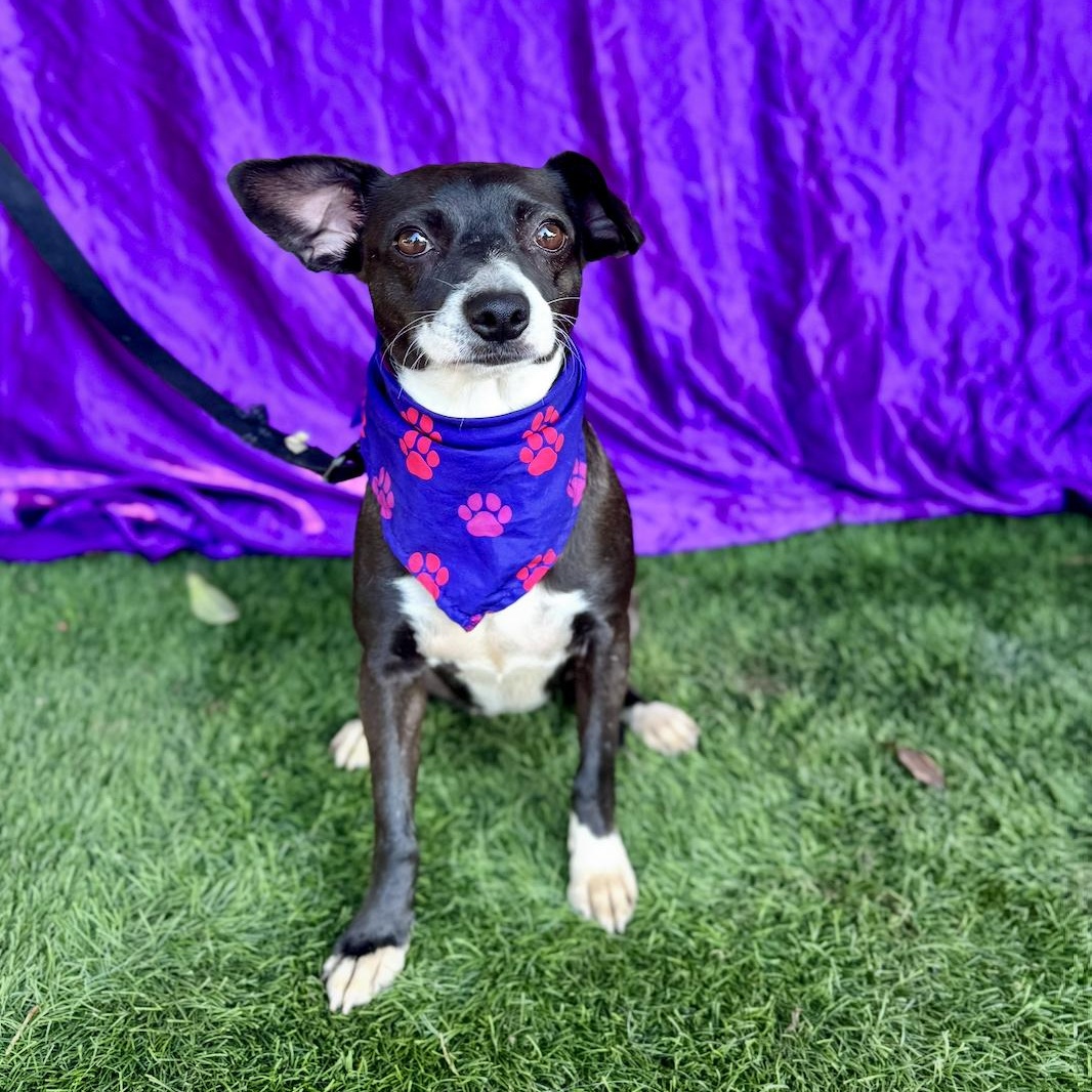 MOON, an adoption pending mixed breed in Rowland Heights, CA image 5/6