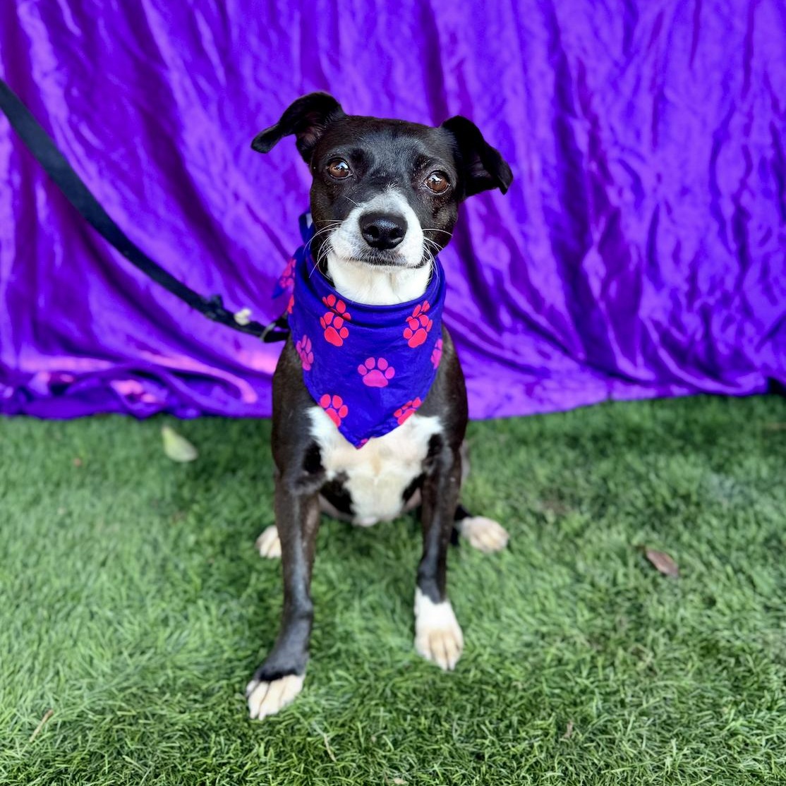 MOON, an adoption pending mixed breed in Rowland Heights, CA image 4/6