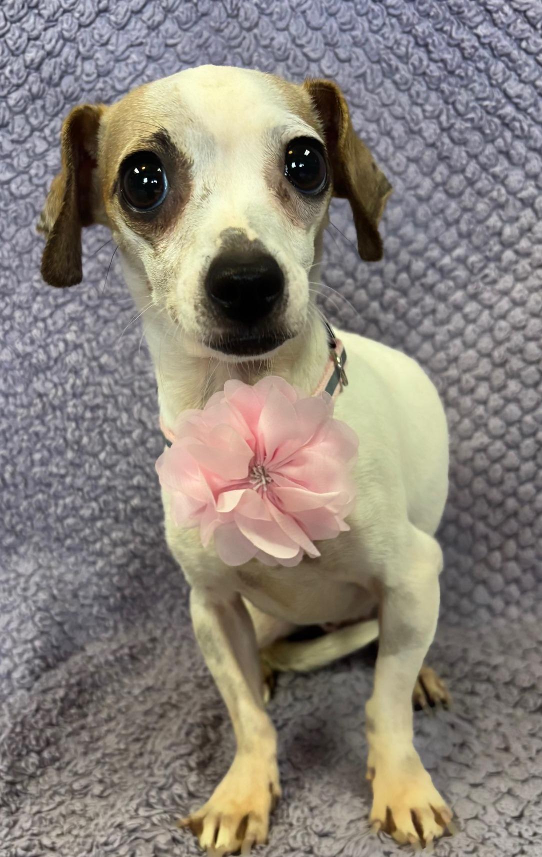 Enlarge Pixie, an adopted mixed breed in Lodi, CA image 4/5