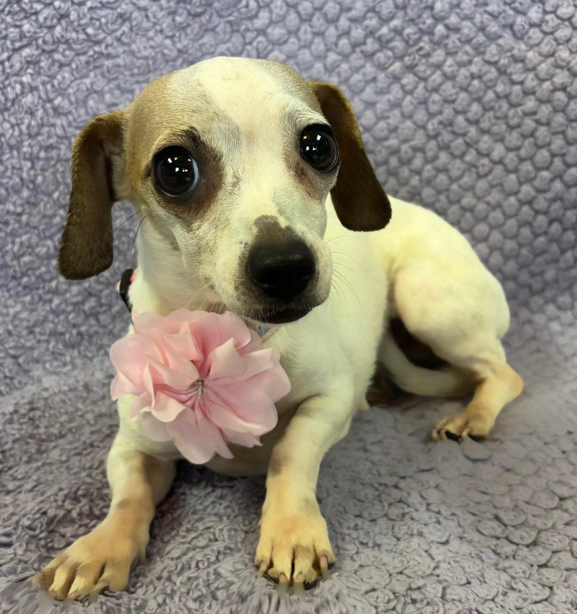 Pixie, adopted, Young Female Chihuahua & Dachshund.