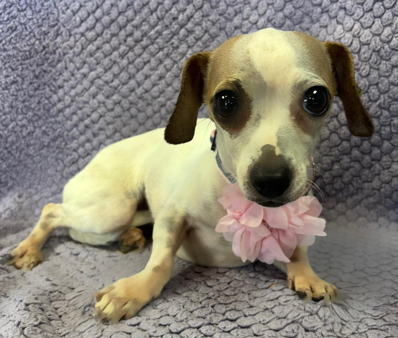 Enlarge Pixie, an adopted mixed breed in Lodi, CA image 5/5