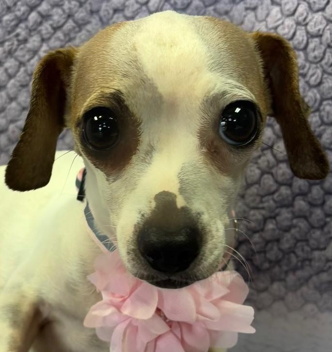 Enlarge Pixie, an adopted mixed breed in Lodi, CA image 2/5