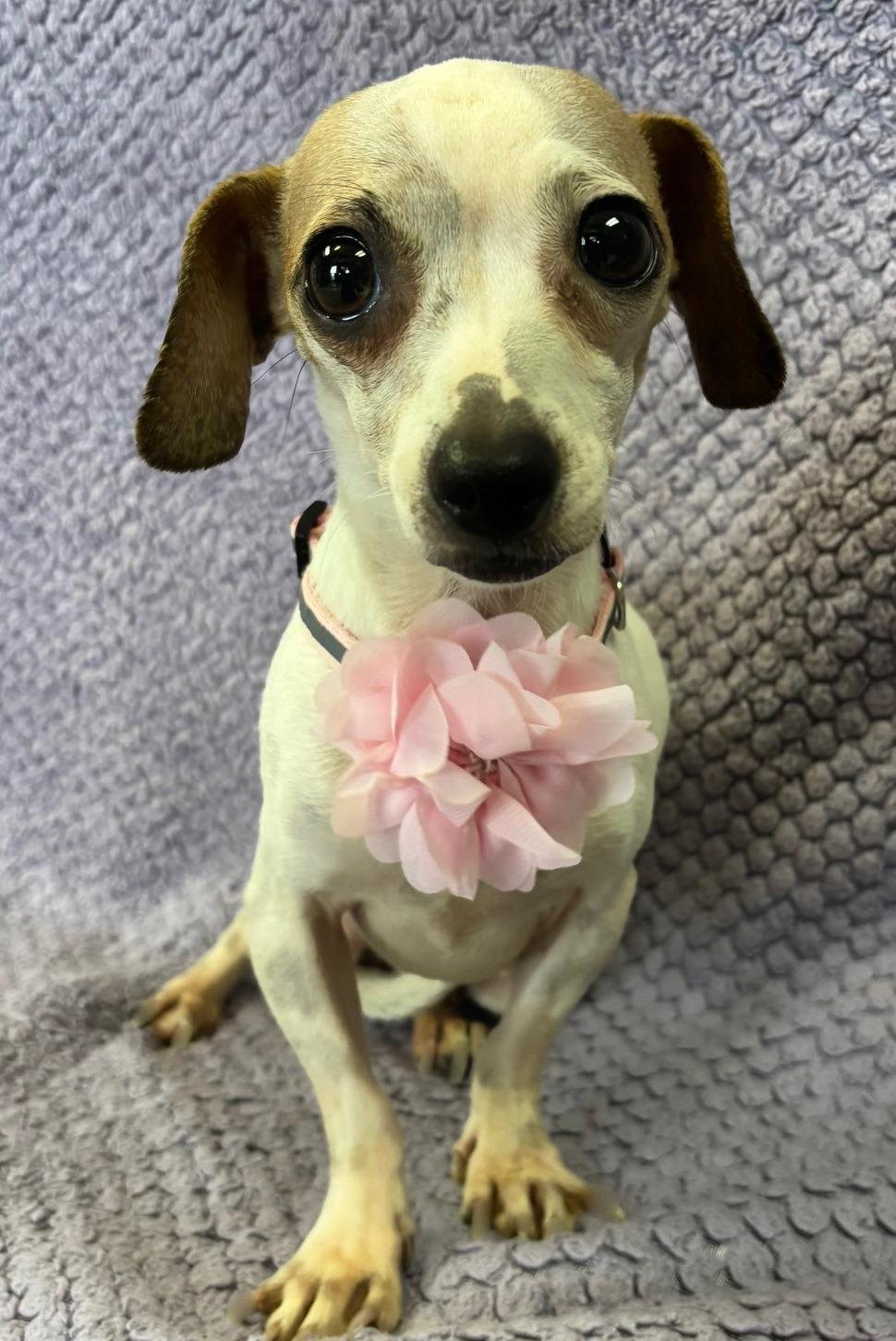 Enlarge Pixie, an adopted mixed breed in Lodi, CA image 3/5