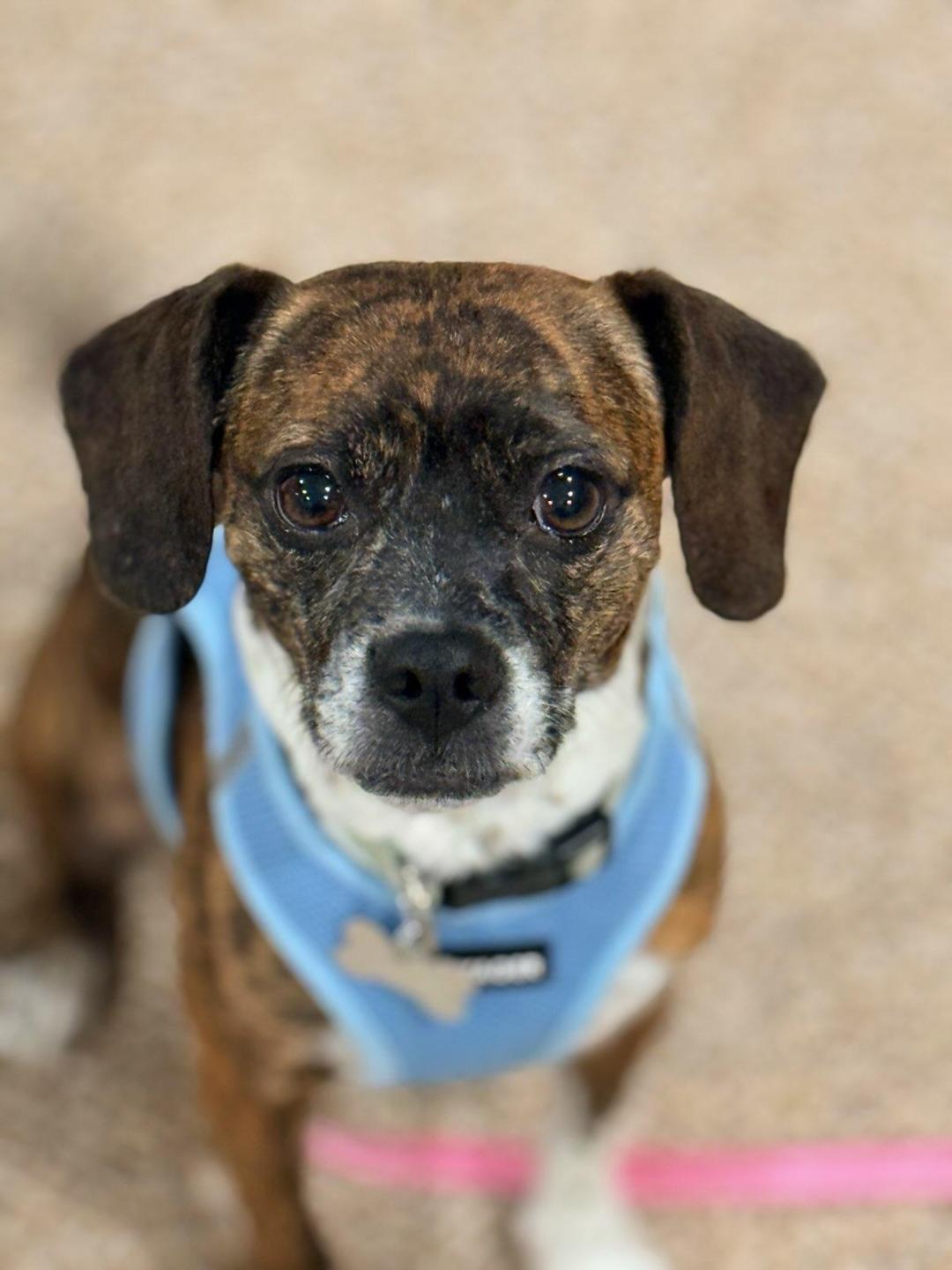 Enlarge Cagney, a Adopted mixed breed in Rootstown, OH image 1/1