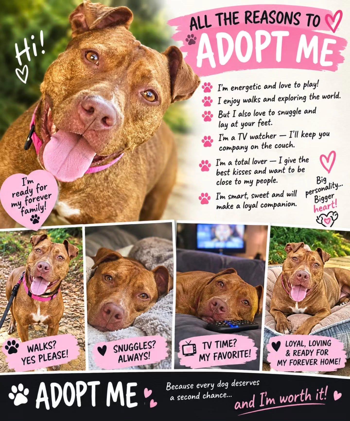 Enlarge Mambo, a Adoptable mixed breed in Essex, MD image 1/4