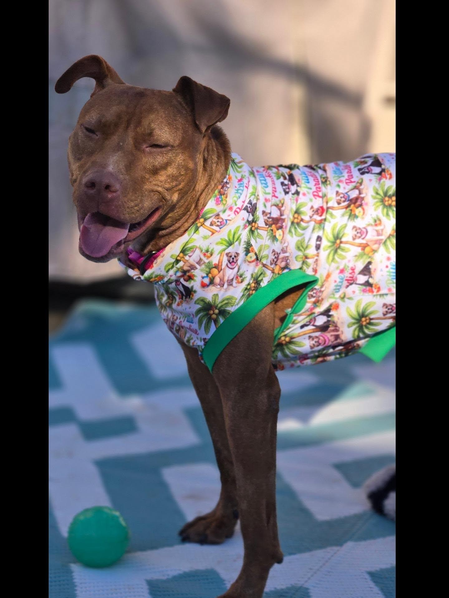 Enlarge Mambo, a Adoptable mixed breed in Essex, MD image 4/4