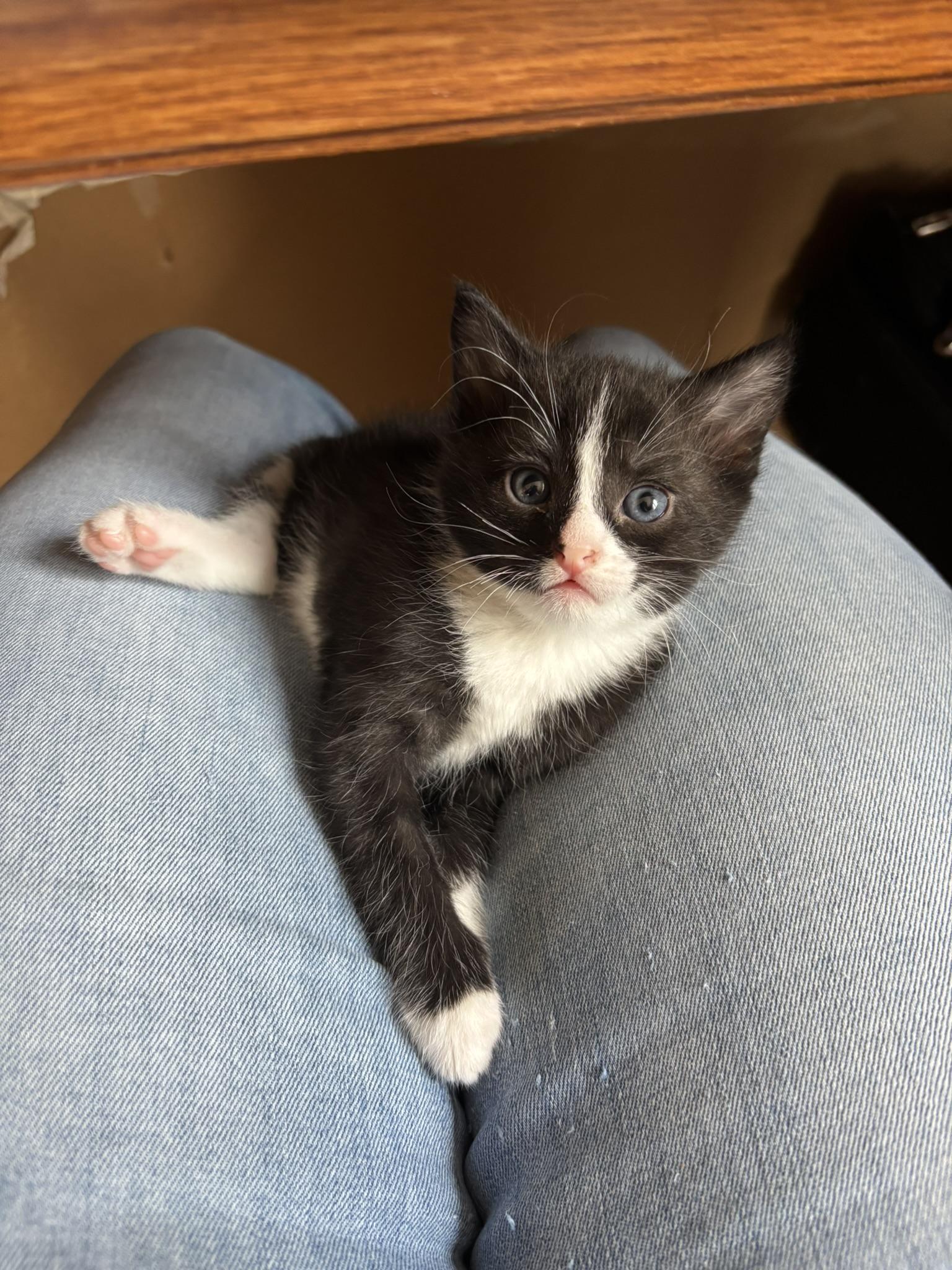 Oupsi (FA - FF), an adopted Domestic Short Hair in Sainte-Angele-de-Monnoir, QC image 2/3