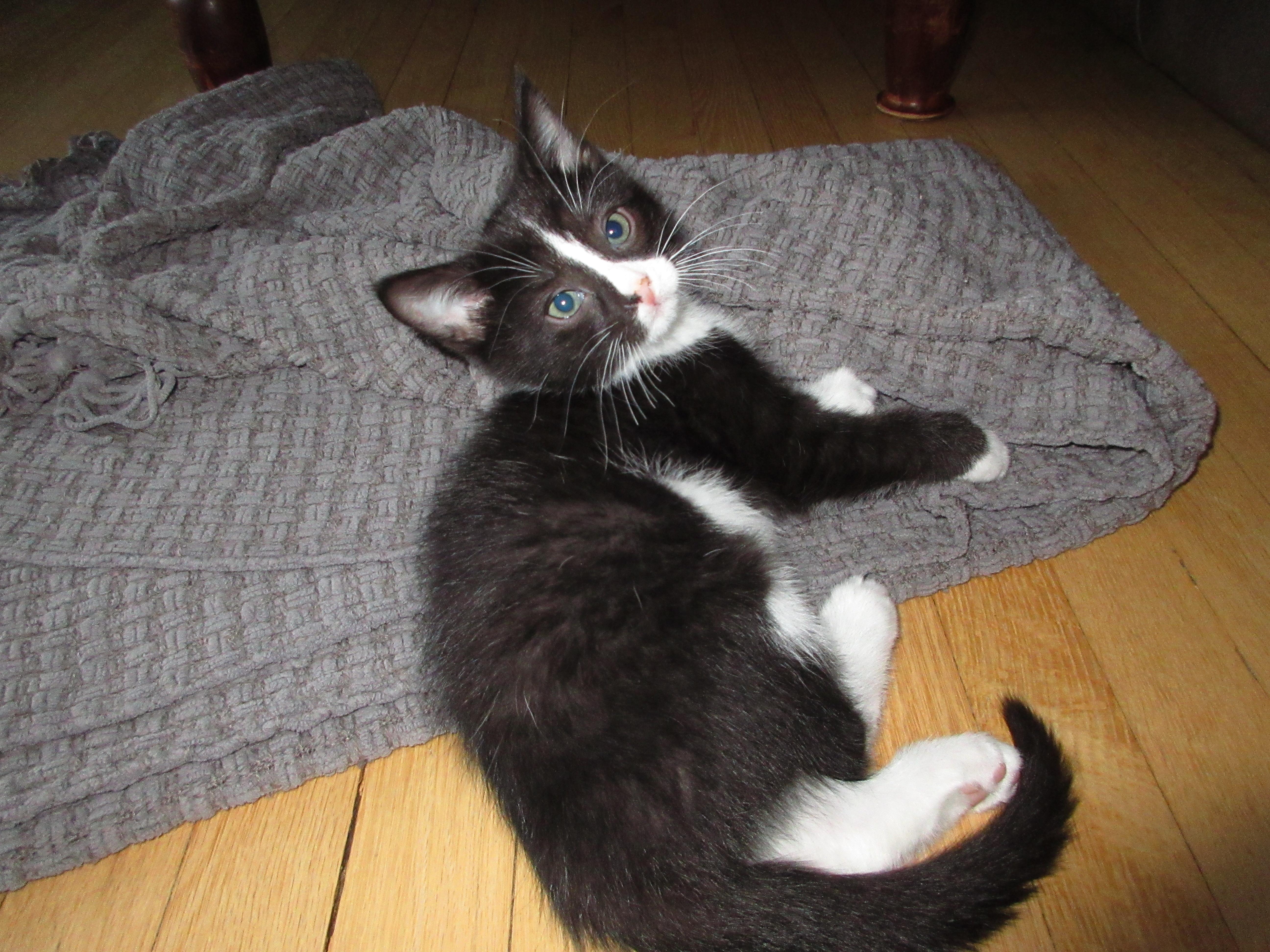 Oupsi (FA - FF), adopted, Kitten Male Domestic Short Hair.