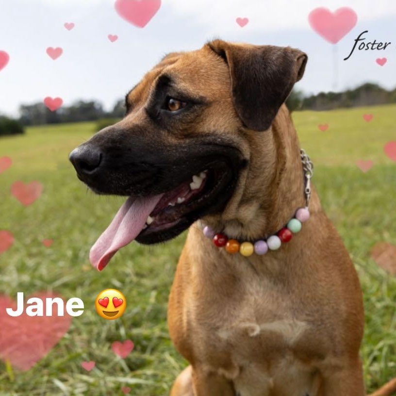Enlarge Jane, a Adoptable mixed breed in Greeneville, TN image 5/5