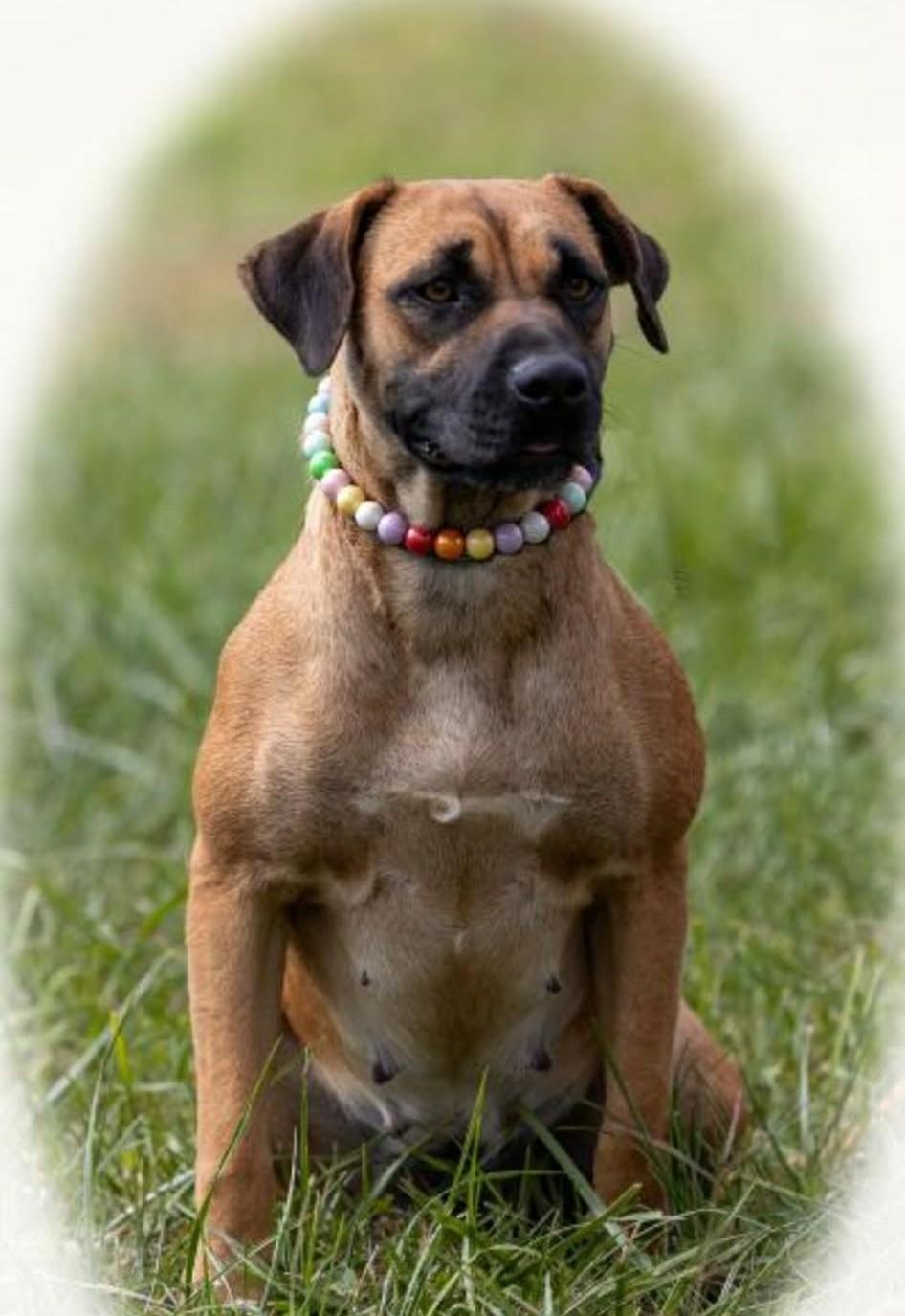 Enlarge Jane, a Adoptable mixed breed in Greeneville, TN image 4/5