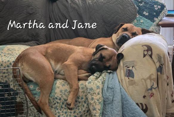 Enlarge Jane, a Adoptable mixed breed in Greeneville, TN image 2/5