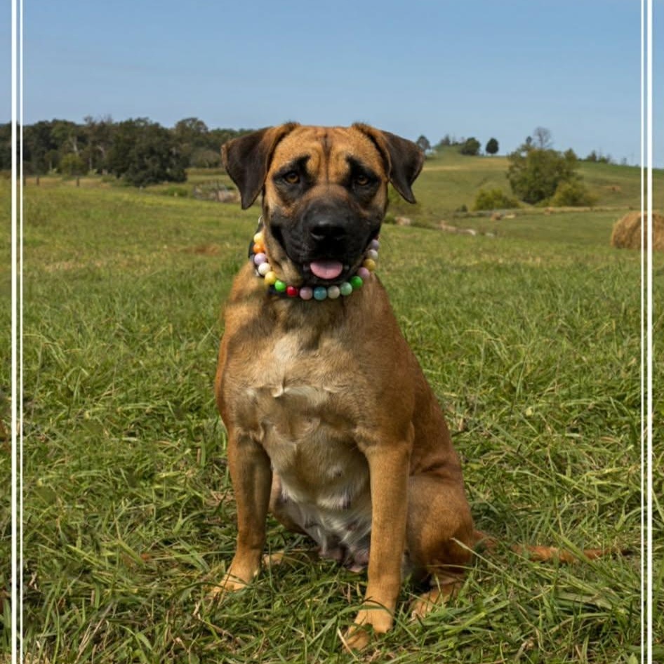 Jane (bonded to Martha), Adoptable, Young Female Black Mouth Cur & Mastiff.