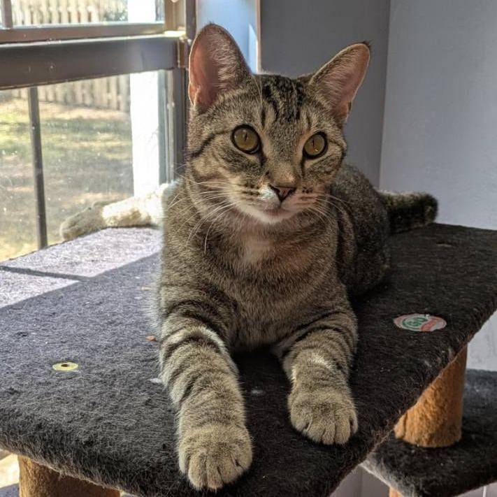 Delray, ADOPTABLE, Young Male Domestic Short Hair & Abyssinian.