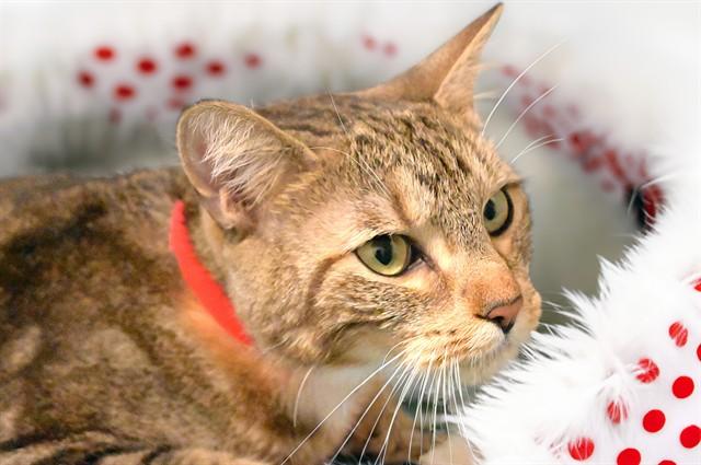 AVA, Adoptable, Adult Female Domestic Short Hair.