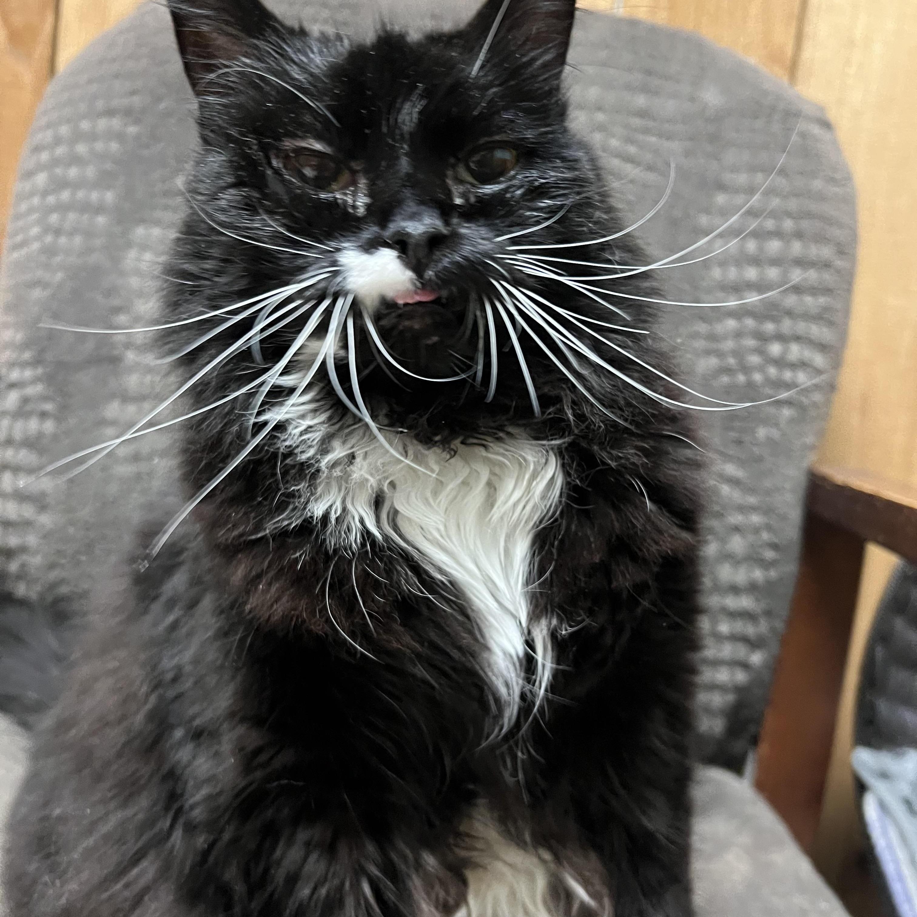 Enlarge Salem, a Adoptable Domestic Long Hair in Spokane, WA image 2/3