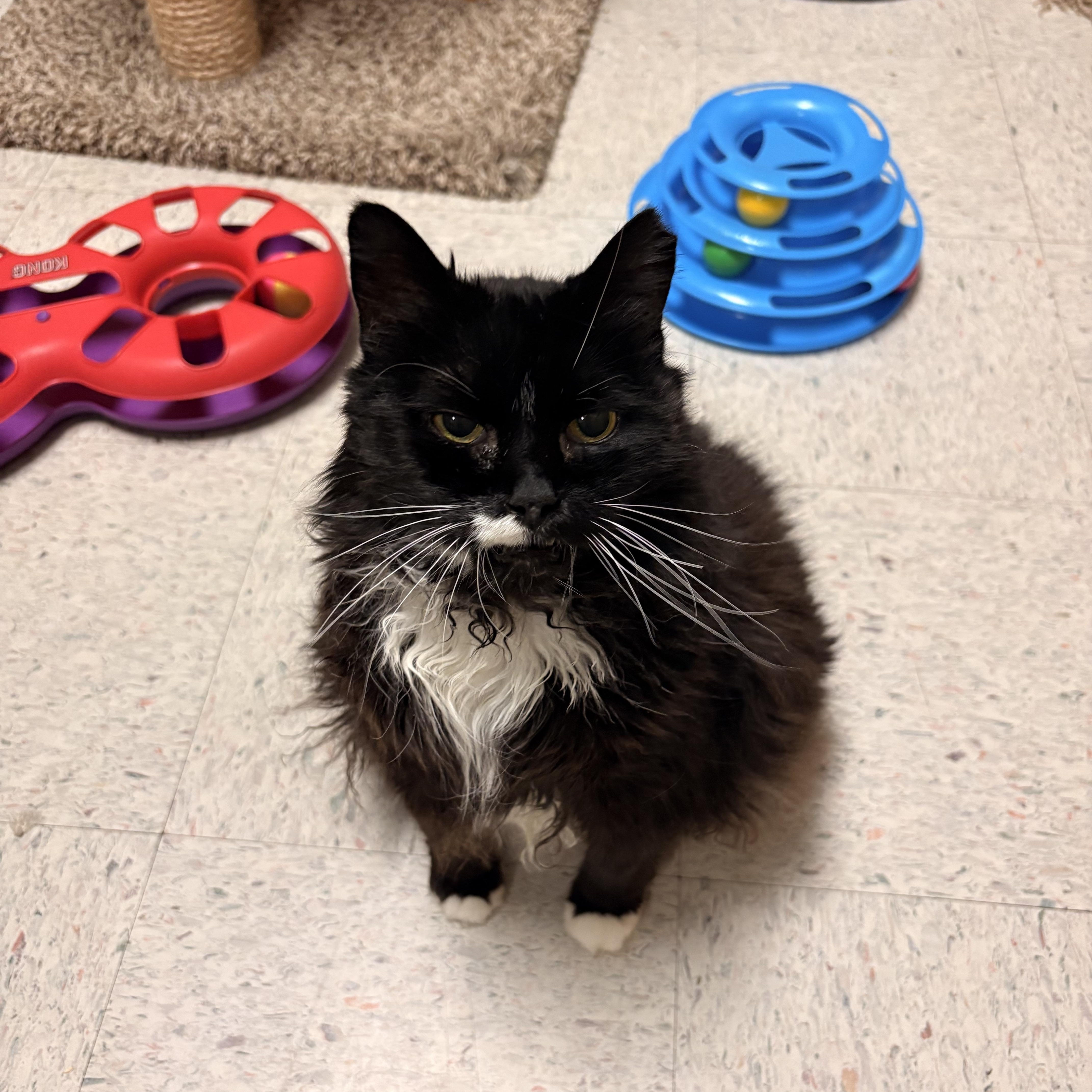 Salem, Adoptable, Senior Female Domestic Long Hair.