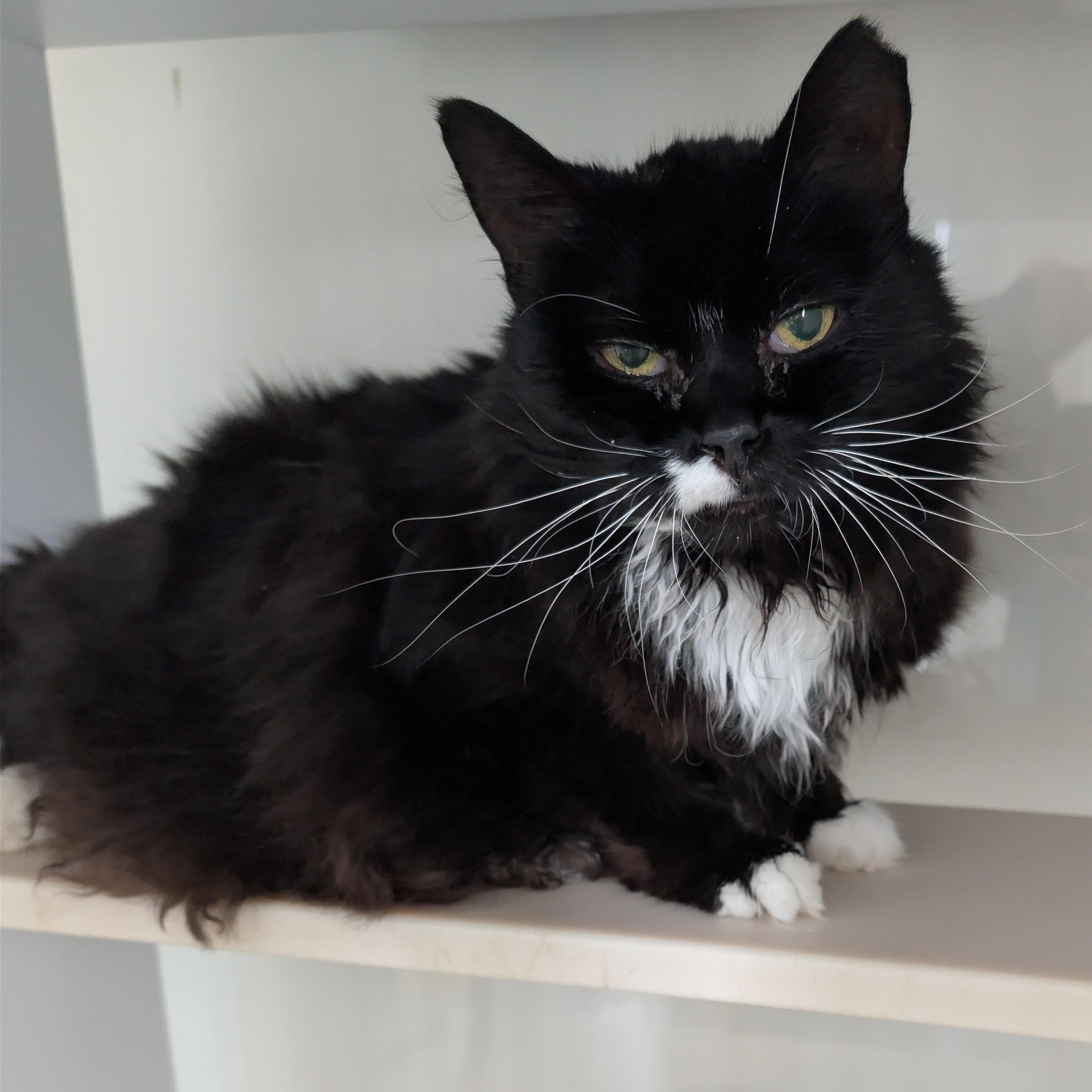 Enlarge Salem, a Adoptable Domestic Long Hair in Spokane, WA image 3/3