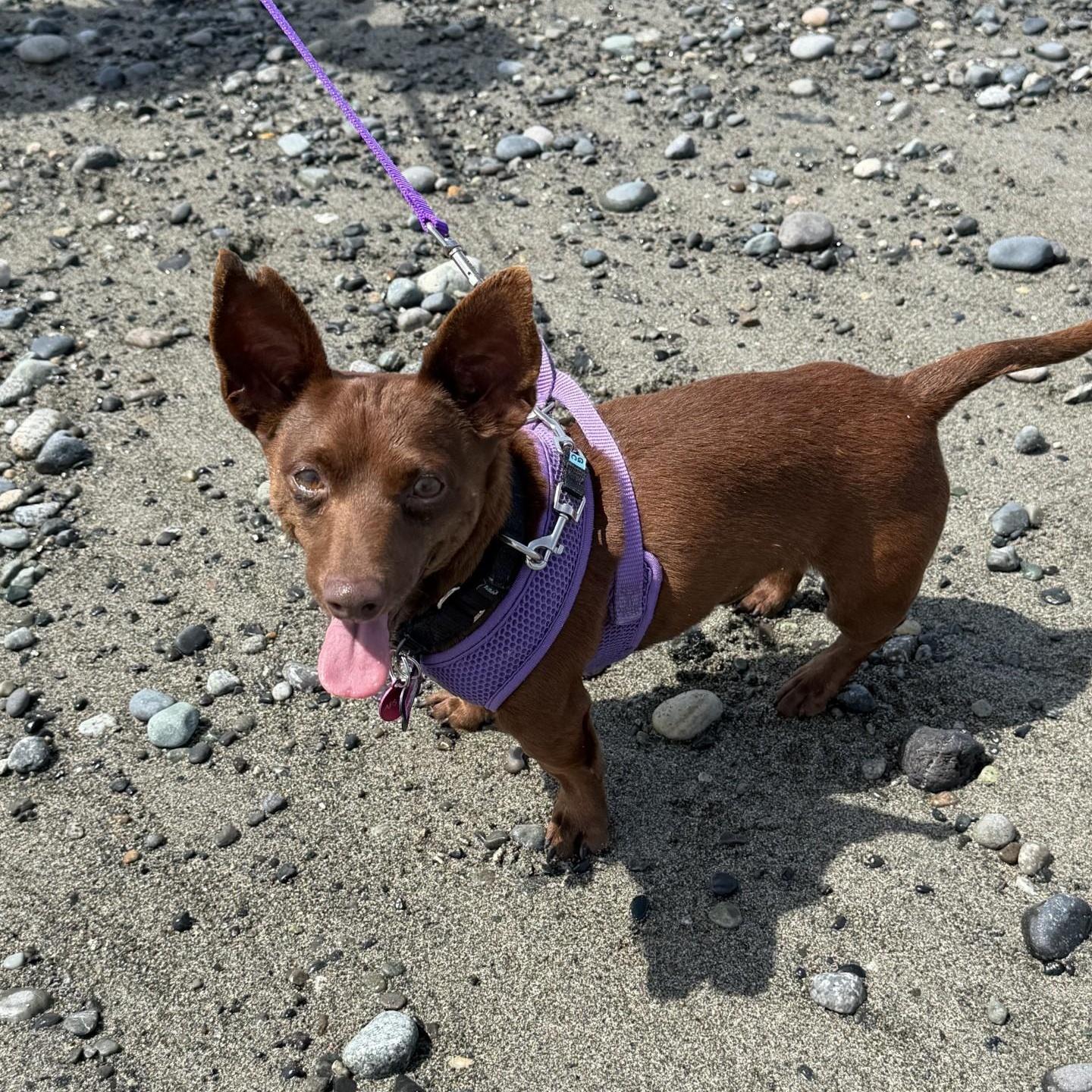 Twix & Dubai, an adopted mixed breed in Friday Harbor, WA image 2/4