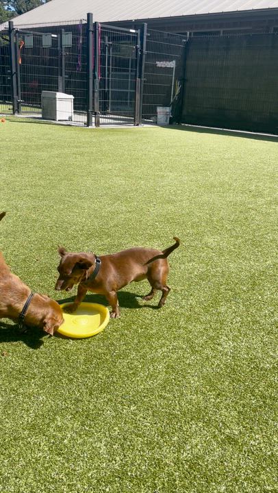 Enlarge Twix & Dubai, an adopted mixed breed in Friday Harbor, WA video 4/4