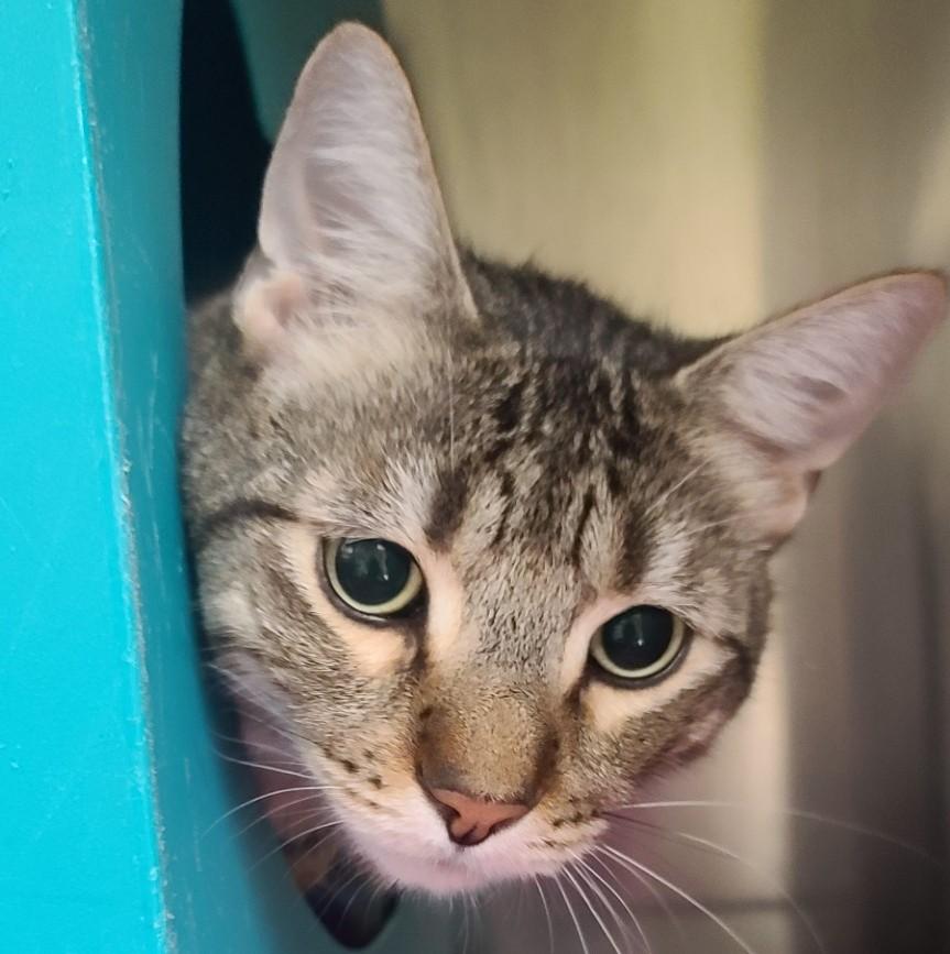 Riddick, Adult Male Domestic Short Hair