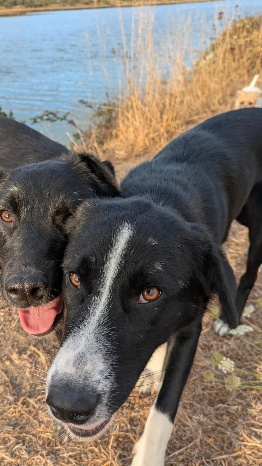 Enlarge Pippa and Patsy, a ADOPTABLE mixed breed in Eureka, CA image 4/6