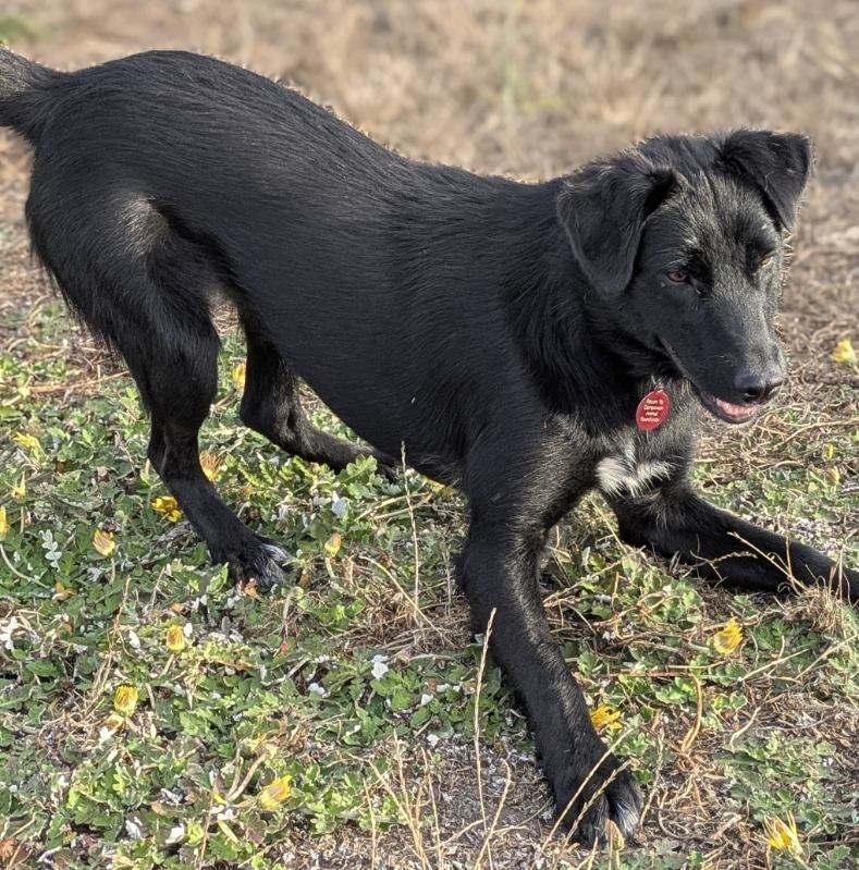Enlarge Pippa and Patsy, a ADOPTABLE mixed breed in Eureka, CA image 2/6