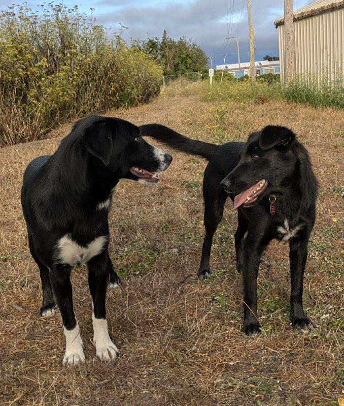 Pippa and Patsy, ADOPTABLE, Puppy Female Border Collie & Labrador Retriever.
