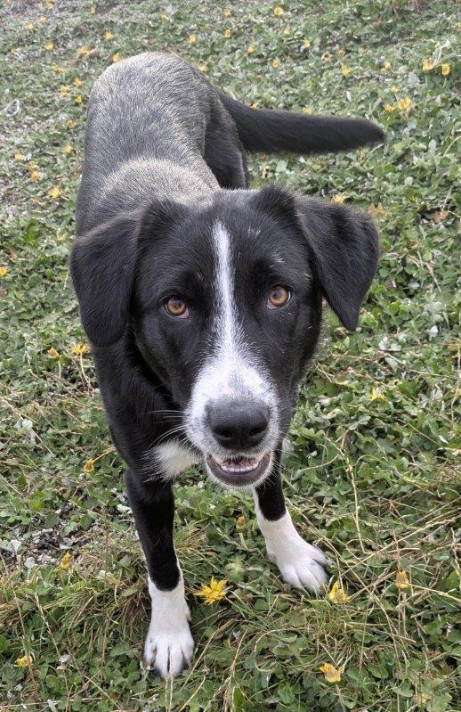 Enlarge Pippa and Patsy, a ADOPTABLE mixed breed in Eureka, CA image 6/6