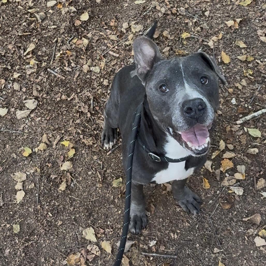 Enlarge Haggis 6642, a Adoptable Mixed Breed in Columbus, GA image 2/6