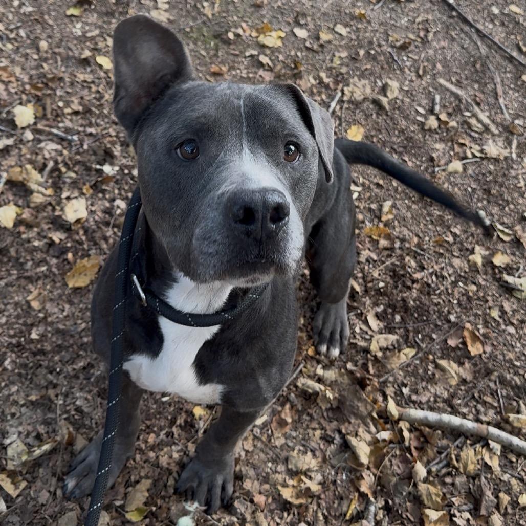 Enlarge Haggis 6642, a Adoptable Mixed Breed in Columbus, GA image 3/6