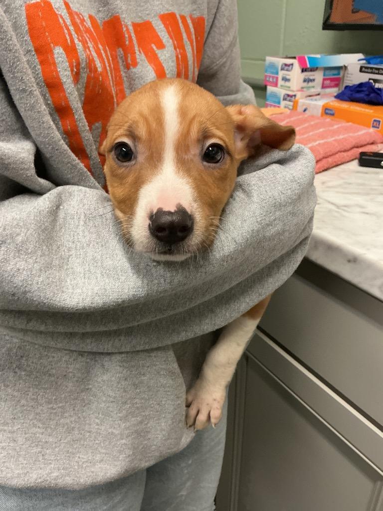 Neveah, Adoptable, Puppy Female Boxer & Pit Bull Terrier.