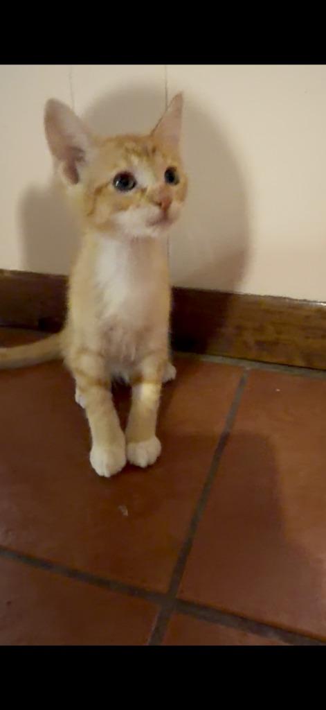 Gumball, Adopted, Kitten Female Domestic Short Hair.