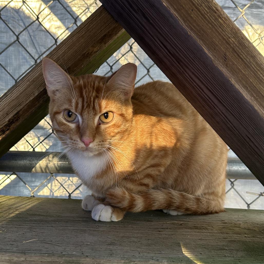 (WC) Tabasco, a Adoptable Domestic Short Hair in Cabot, AR image 1/3