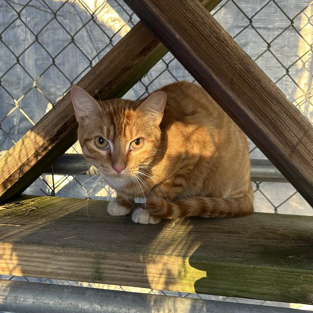 (WC) Tabasco, a Adoptable Domestic Short Hair in Cabot, AR image 2/3