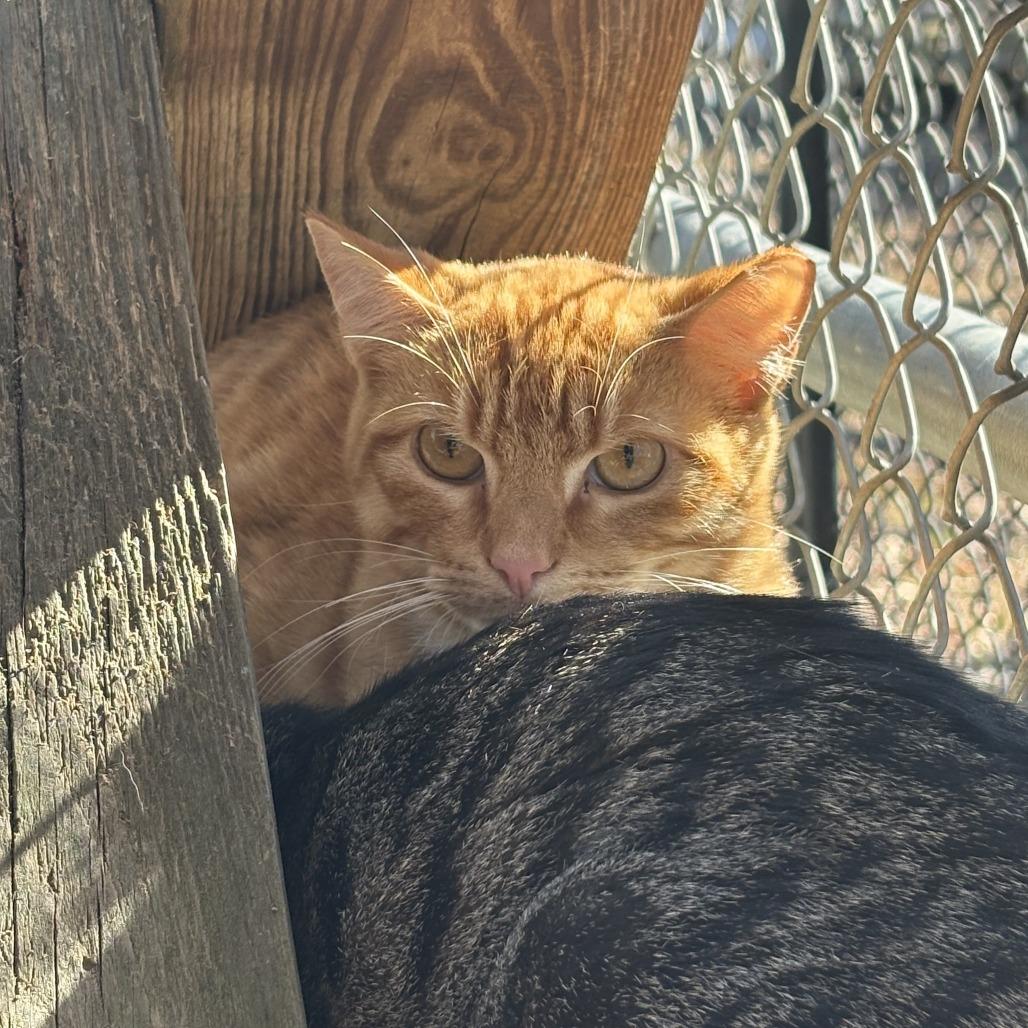 (WC) Tabasco, a Adoptable Domestic Short Hair in Cabot, AR image 3/3