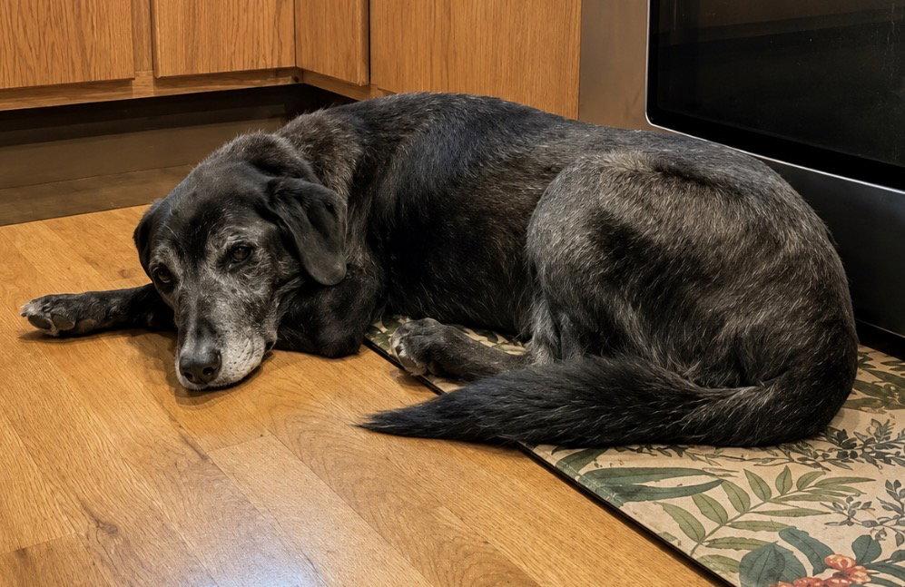Sam, a Adoptable Labrador Retriever in Polson, MT image 1/2