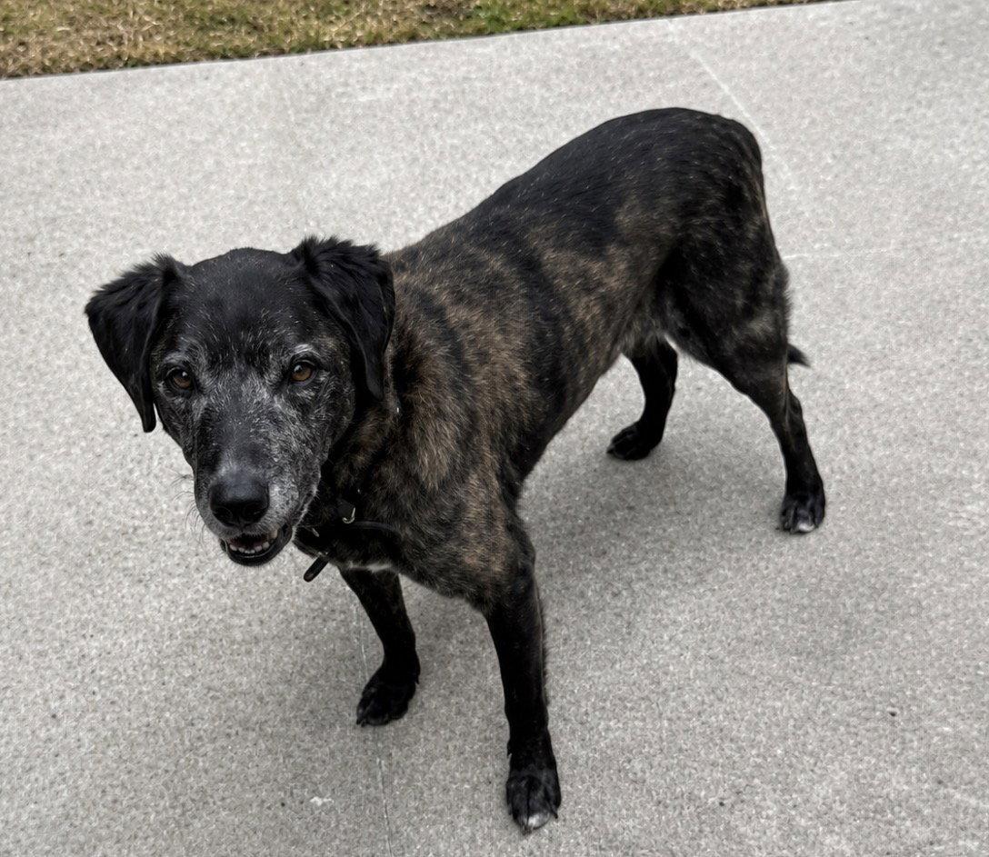 Sam, a Adoptable Labrador Retriever in Polson, MT image 2/2