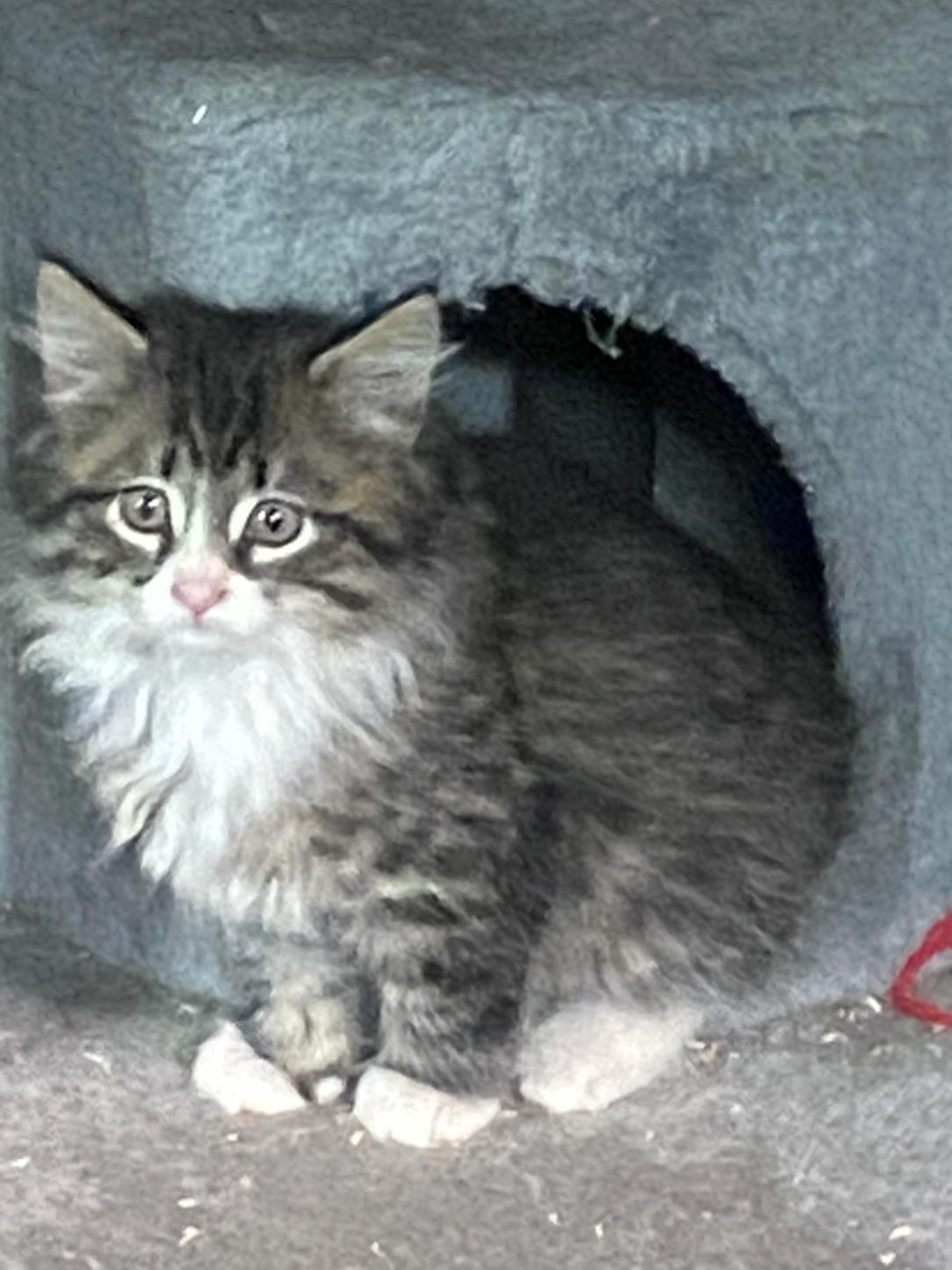 Pancake 9wks, Adopted, Kitten Male Tabby.