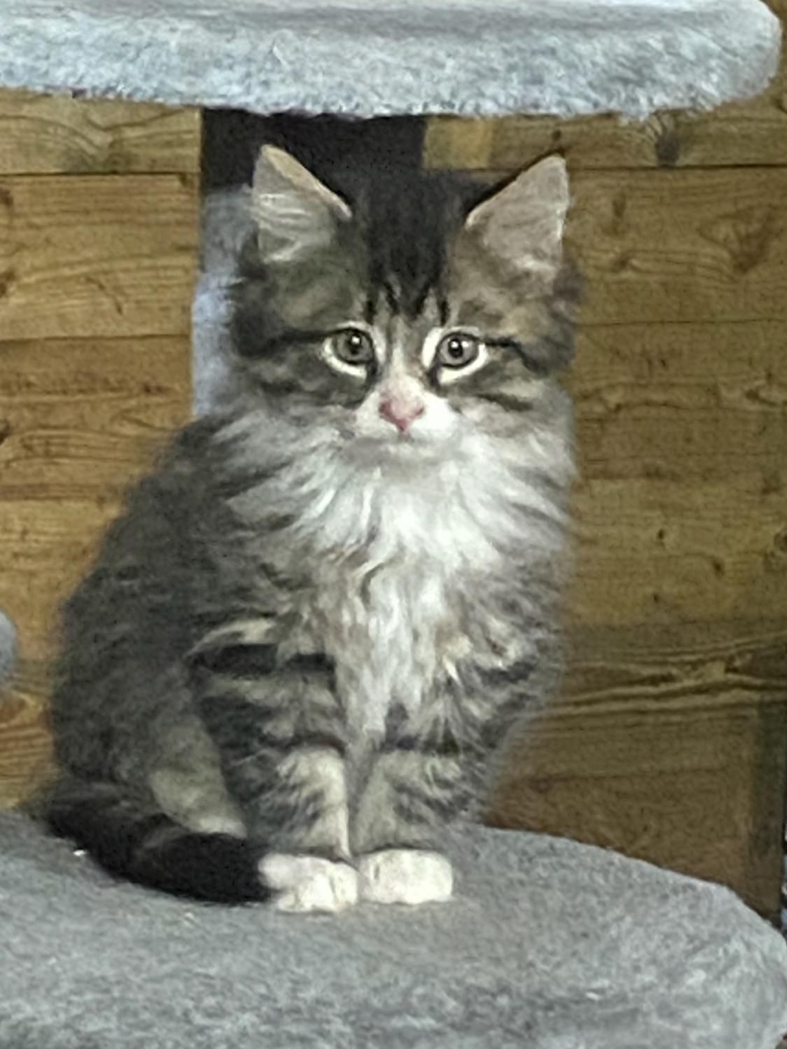 Enlarge Pancake 9wks, a Adopted Tabby in London, ON image 2/2