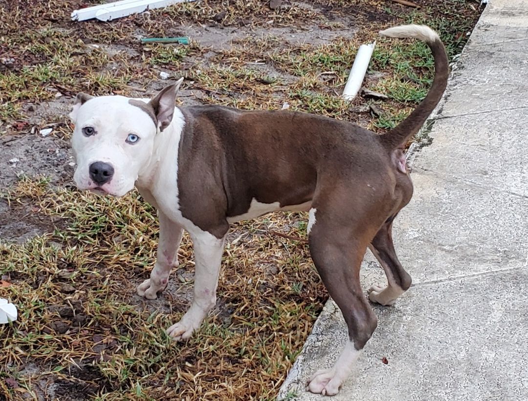 Mack, a Adoptable American Staffordshire Terrier in West Palm Beach, FL image 1/12
