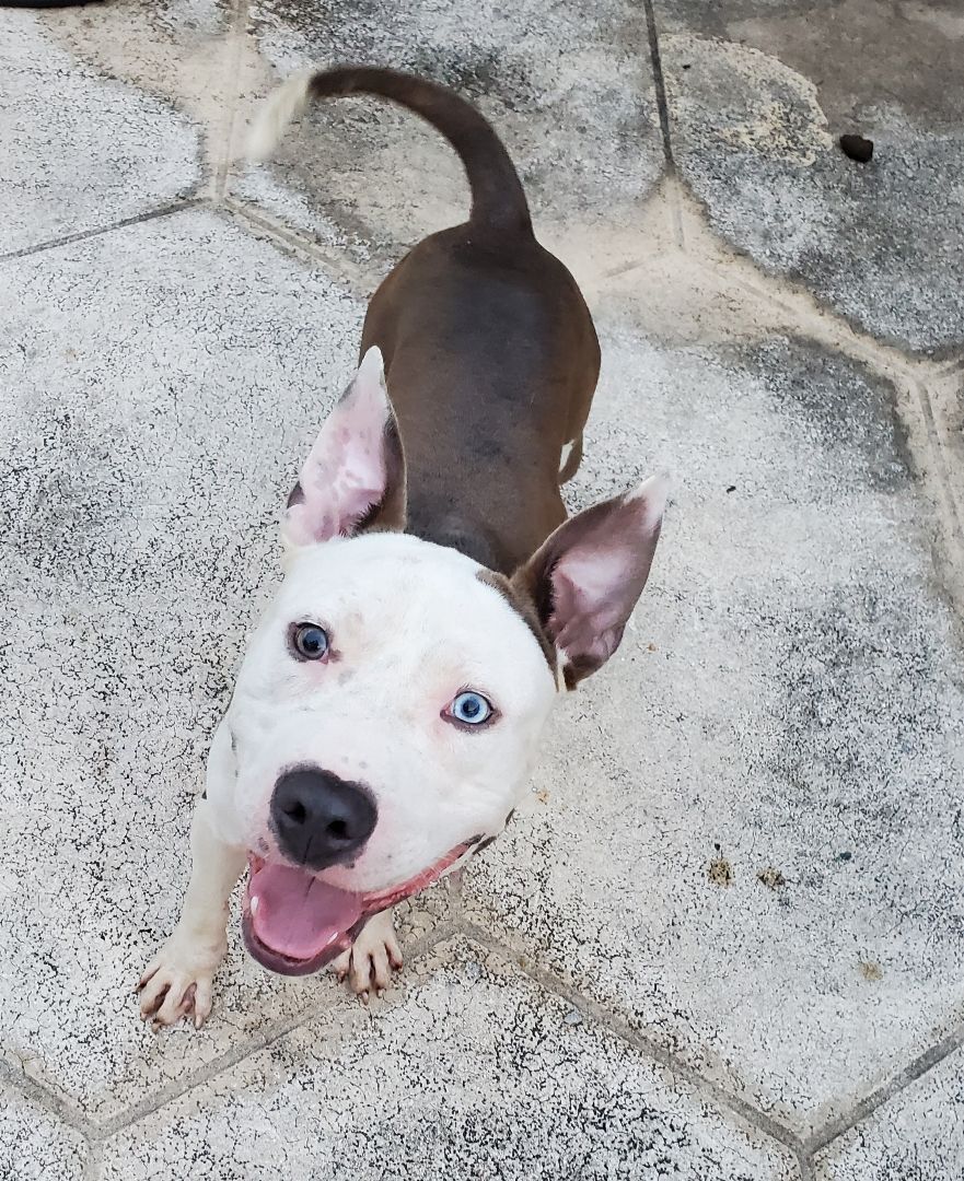 Mack, a Adoptable American Staffordshire Terrier in West Palm Beach, FL image 2/12
