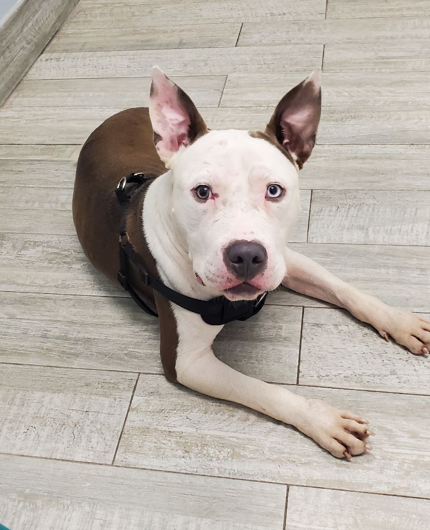 Mack, a Adoptable American Staffordshire Terrier in West Palm Beach, FL image 3/12