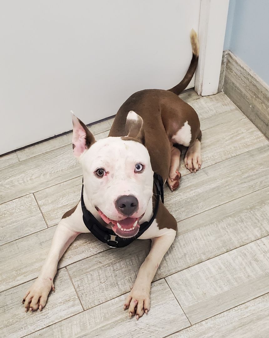 Mack, a Adoptable American Staffordshire Terrier in West Palm Beach, FL image 4/12