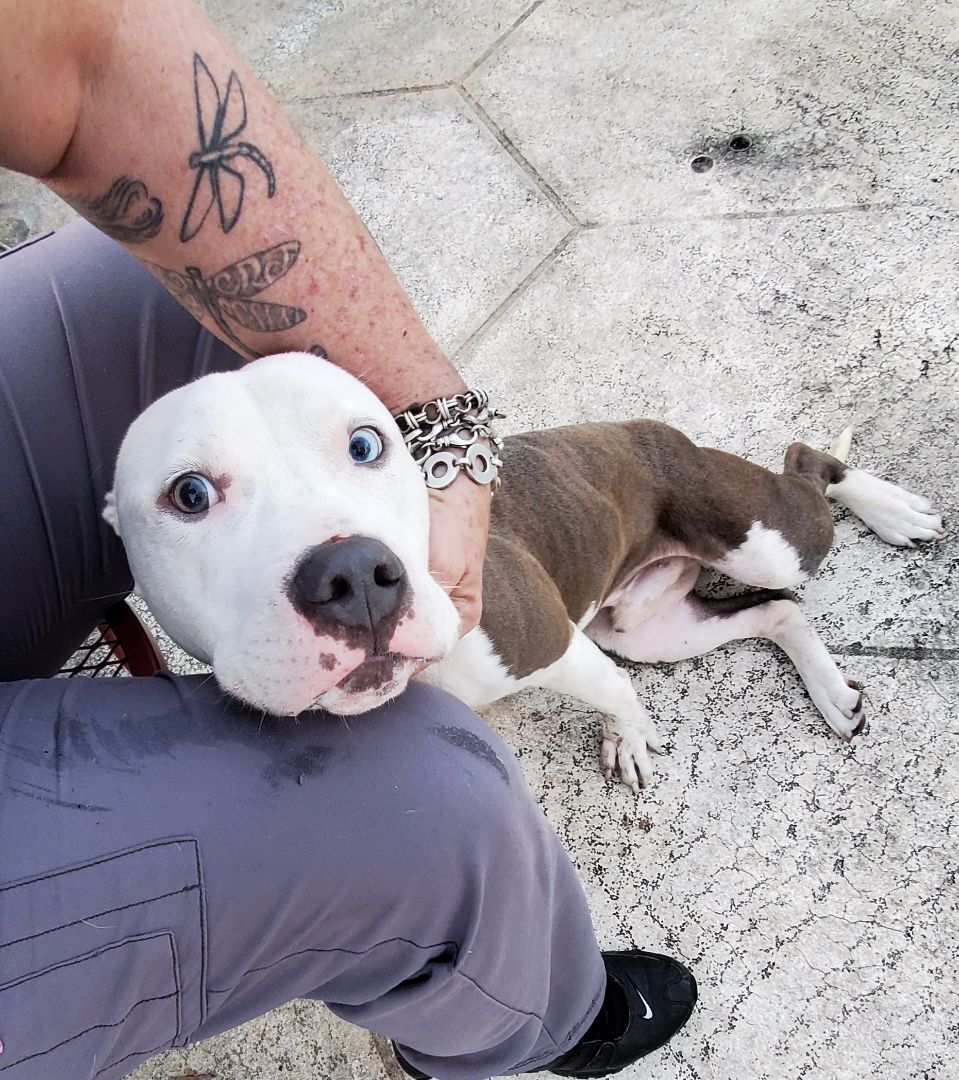 Mack, a Adoptable American Staffordshire Terrier in West Palm Beach, FL image 5/12