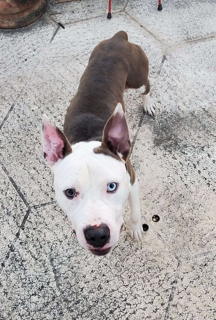 Mack, a Adoptable American Staffordshire Terrier in West Palm Beach, FL image 6/12