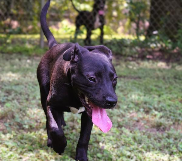 Robin, Adoptable, Young Male Labrador Retriever.